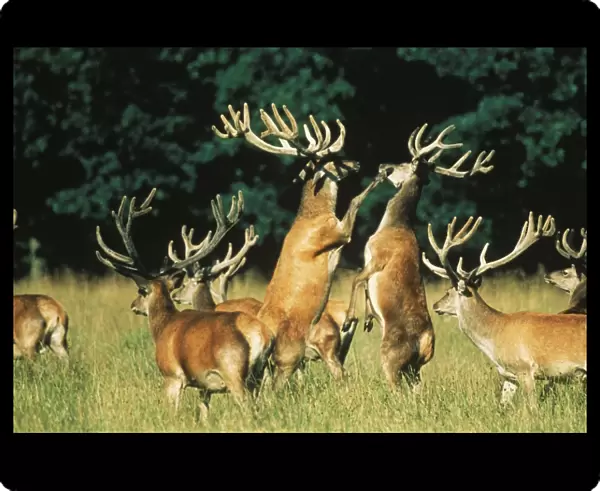 Red Deer Fighting, anterls in velvet too soft for fighting