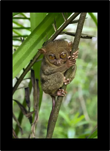 Philippine Tarsier hides and rests during daytime in a typical habitat of undergrowth in a dense secondary tropical rainforest near PTFI (Philippine Tarsier Foundation Incorporated) Tarsier Research and Development Centre in Corella, Bohol