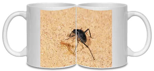 A beetle - runs in sand while feeding in Arabian desert in early morning approx. 50 km from Hurghada town (Red sea shore). January Eg39. 0309