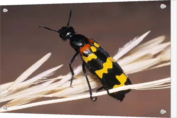 Blister Beetle - warning colours Fam: Meloidae