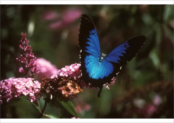 CLY02030. AUS-252. Ulysses butterfly - on Buddleia (Buddleia sp.) flowers,