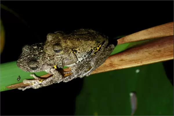 CLY03012. AUS-334. Perons tree frog - pair in amplexus.