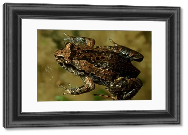 CLY03045. AUS-367. Smooth froglet - a small frog that lays large eggs out of water.
