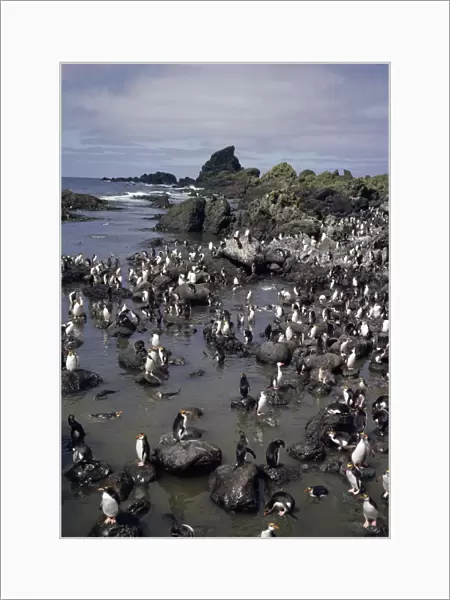 GRB03075. AUS-878. Royal penguins - colony