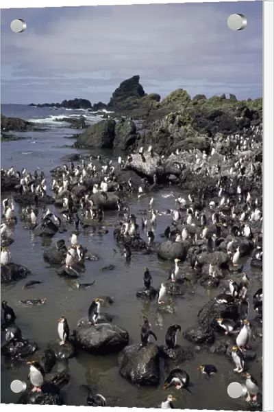 GRB03075. AUS-878. Royal penguins - colony