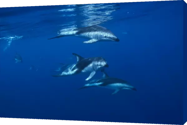 Dusky dolphin (Lagenorhynchus obscurus) under water. Kaikoura, South Island, New Zealand