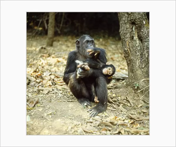 Chimpanzee - 'Fifi' with one year old 'Ferdinand'. Note white hair tuft around bottom of youngster, which identifies age. Gombe, Tanzania, Africa
