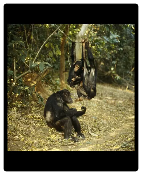 Chimpanzee - 'Fifi' 'Ferdinand & 'Faustino' Gombe, Tanzania, Africa
