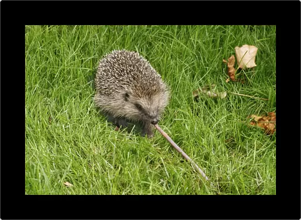 Hedgehog Pulling worm