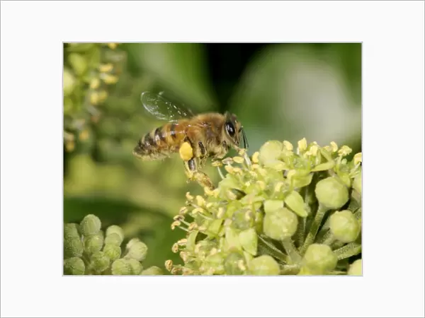 Honey Bee worker Feeding on ivy showing pollen sack Bedfordshire UK