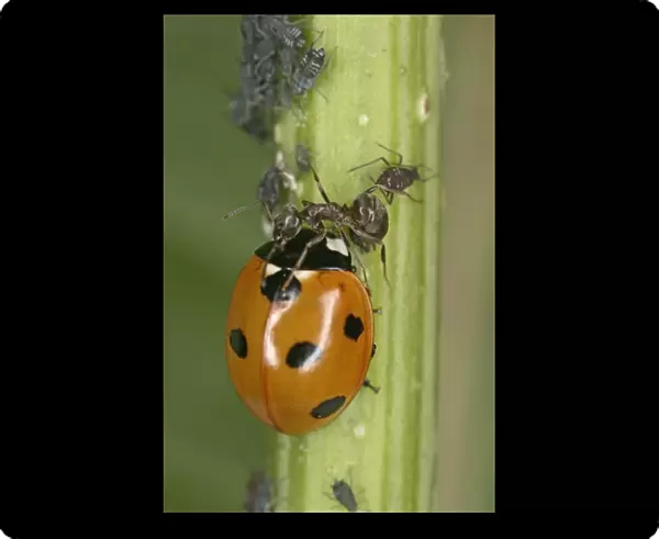 Black garden ant – protecting aphids from 7 spot ladybird Bedfordshire UK 001998