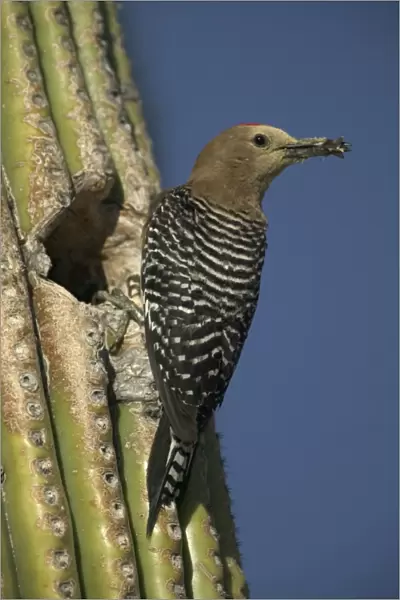 Gila Woodpecker At nest in Cactus with food in beak Feeds on nectar and insects in the Saguaro cactus blossom - helps pollinate cactus - makes holes in Saguaro cactus for their nests which are then used by other