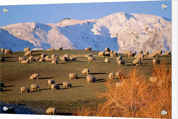 New Zealand - Domestic sheep grazing Southern Island, showing Mountain backdrop