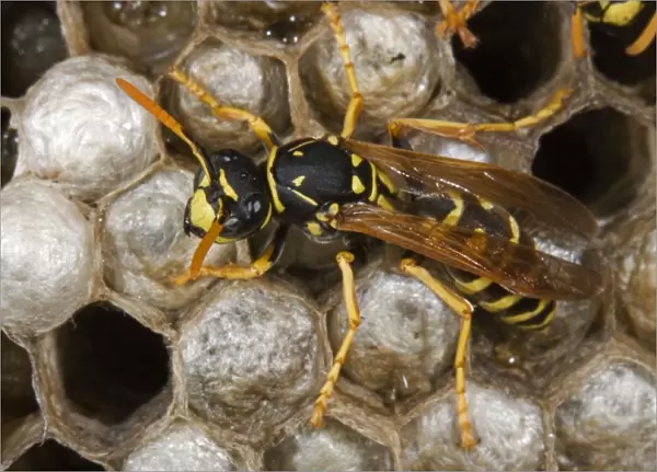 European Paper Wasps - female. Introduced to Boston area from central Europe in 1980's- presently occurs coast to coast in the U. S. A. where it displaces native species- nests in open combs-primitive eusocial wasp-annual life cycle