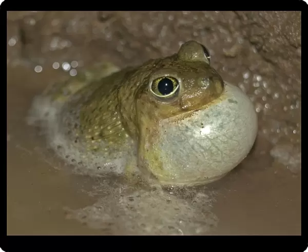 Couch's Spadefoot- Male calling to attract female-breeds chiefly from May to Sept in periods of rainfall-occurs in shortgrass prairie, mesquite savanna, creosote bush desert, thorn forest, tropical deciduous forest