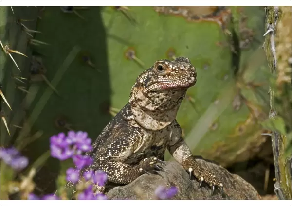 Common Chuckwalla - Rock-dwelling herbivorous lizard found across southwestern United States-Baja and Sonora Mexico-Eats a variety of desert annuals-some perennials and occasionally insects