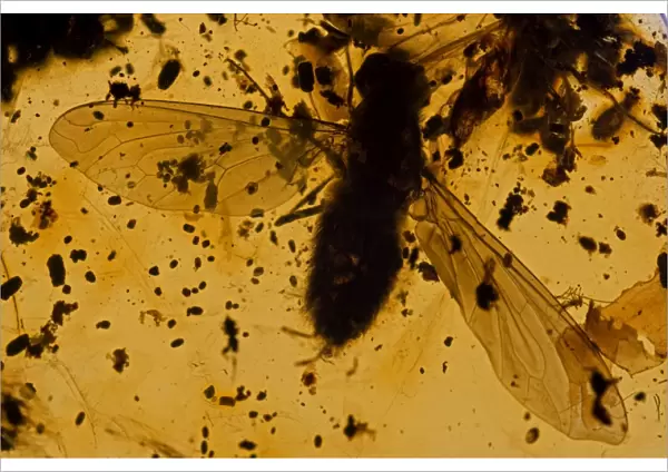 Fossil fly in Amber - Dominican Republlic - 15-40 million years old - oligocene and miocene - amber is hardened tree resin which preserves organisms trapped inside - Dominican amber comes from extinct species of tropical broadleaf trees of the genus