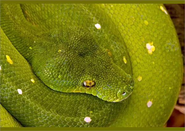 Green Tree Python - arboreal Native to New Guinea and Northern Australia