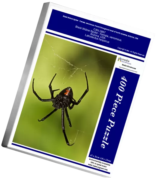 Black Widow Spider - Female, venomous. Found throughout most of North America. Arizona, USA
