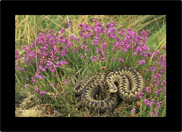 Adder - UK - Female in heather - Only venomous snake in northwest Europe