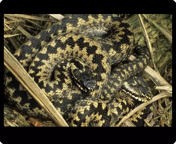Adder - Two Males sunning - UK - Only venomous snake in northwest Europe