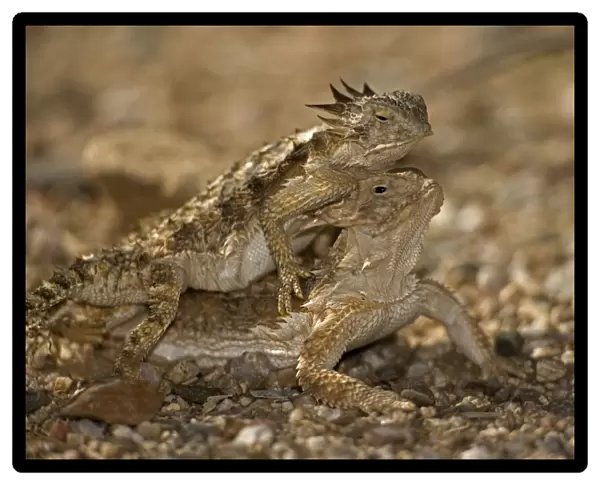 Regal Horned Lizard (Phrynosoma solare) - Arizona - Pair mating-Largest horned lizard - Mostly found in Sonoran desert - Camouflaged in desert rocks and sand - Eats primarily ants