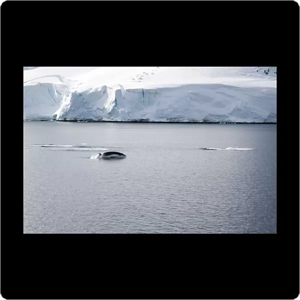 Antarctic Minke Whale, Breaching with two others just dived - October