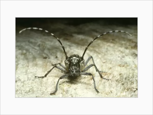 Long-horned Beetle. Central Colorado, USA. Fam: Cerambycidae. Wild
