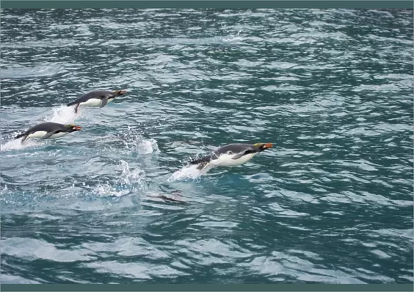 Macaroni Penguin - Porpoising Royal Bay, South Georgia BI007859. tif