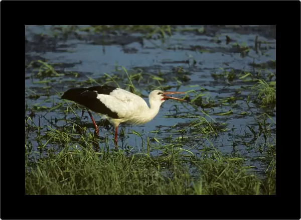 White Stork - Catching Insects Biebrza Marsh, Poland BI006120