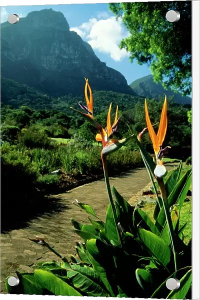 Bird of Paradise Flower Table Moutain, South Africa