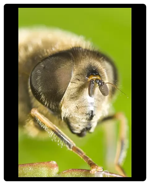 Drone Fly - showing Eye