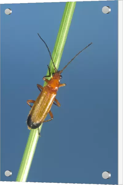 Soldier Beetle On Grass Stem Norfolk UK