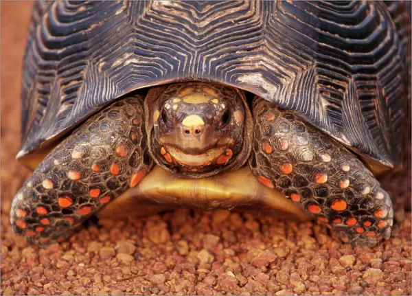 Red-footed Tortoise Venezuela