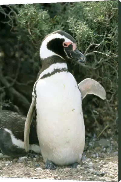 Magellanic Penguin - Punta Tombo, Argentina