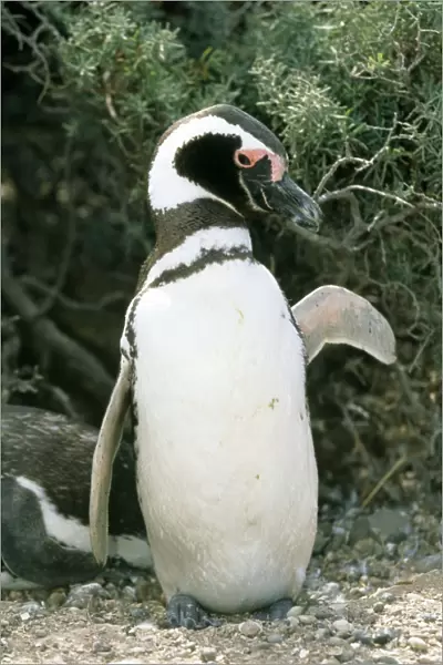 Magellanic Penguin - Punta Tombo, Argentina