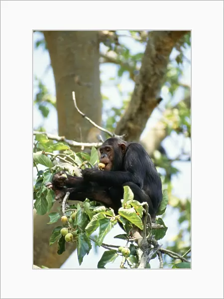 Chimpanzee Eating figs, Mahale Mountains, Tanzania, Africa