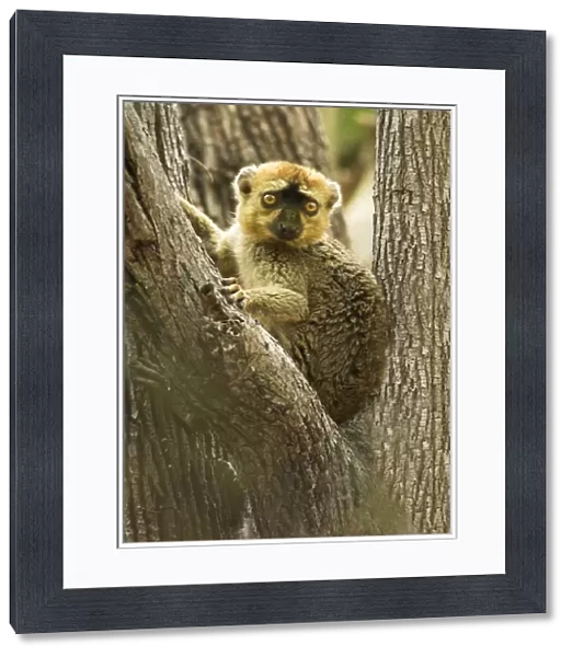Red-fronted Brown Lemur - In tree Berenty. Madagascar