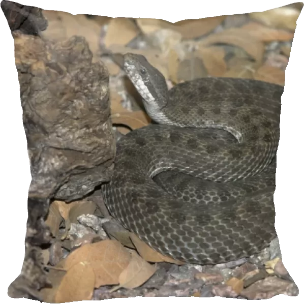 Twin-spotted Rattlesnake Coiled with head up, South Eastern Arizona, USA