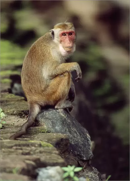 Toque Macaque Monkey - endemic to Sri Lanka