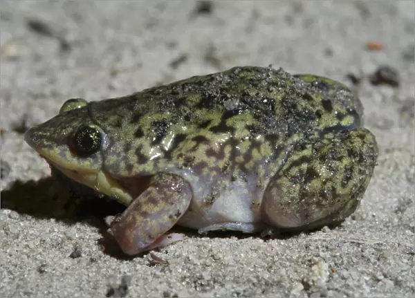 Mottled Shovel-nosed Frog - Close up Botswana Africa