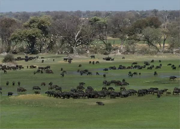 Cape Buffalo - Herd Okavango Delta Botswana Africa