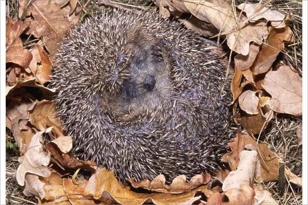 Hedgehog Curled up in ball