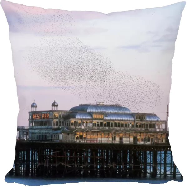 Starlings Flyinf to roost on Brighton pier