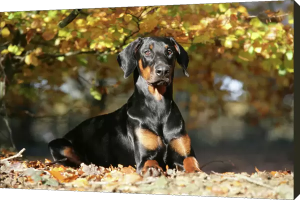 Dobermann dog in autumn