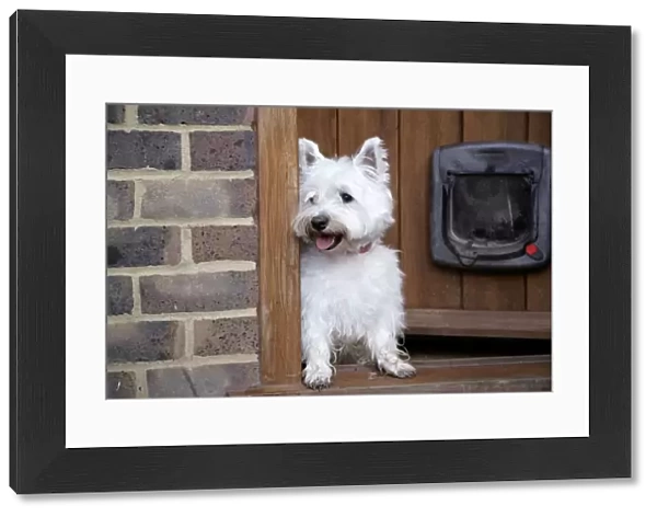 West Highland White Terrier dog at open door