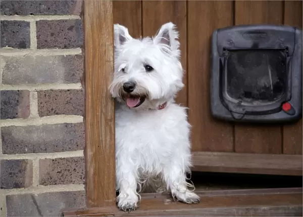 West Highland White Terrier dog at open door
