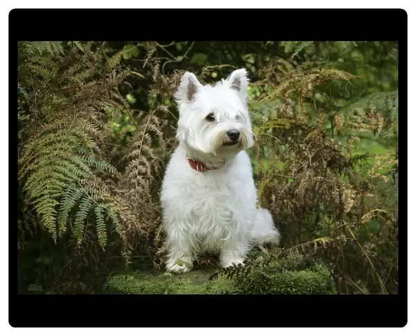 West Highland White Terrier dog sitting by bracken