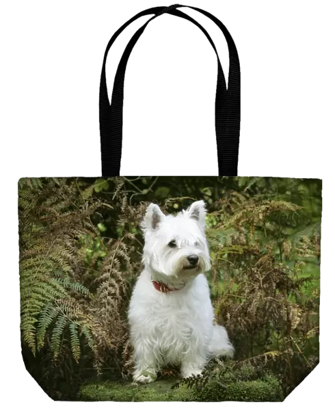 West Highland White Terrier dog sitting by bracken