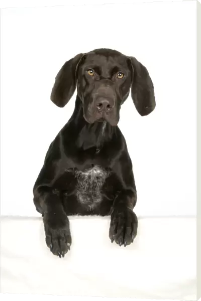 DOG - German shorthaired pointer with paws over ledge